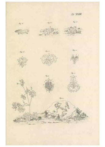 Reproducción/Reproduction 48519437336: Historia naturalis ranarum nostratium :. Nürnberg :gedrucht bey Johann Joseph Fleischmann,1758.. 