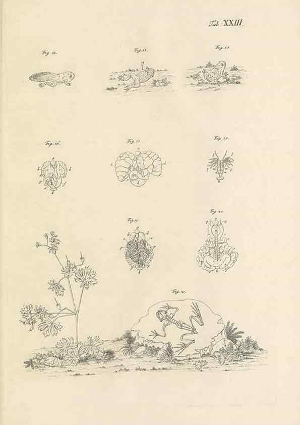 Reproducción/Reproduction 48519437336: Historia naturalis ranarum nostratium :. Nürnberg :gedrucht bey Johann Joseph Fleischmann,1758.. 