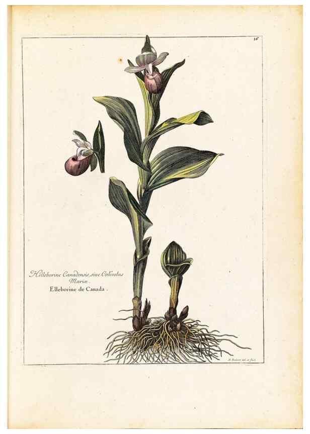 Reproducción/Reproduction 48584075281: [Recueil des plantes dessinées et gravées par ordre du roi Louis XIV].. Paris :Impr. royale,1786. 