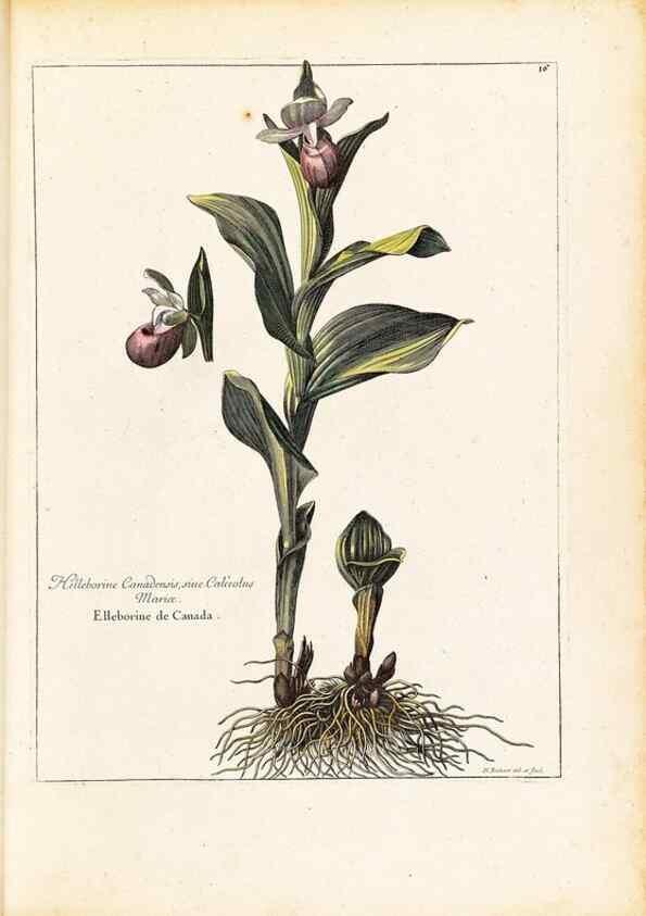Reproducción/Reproduction 48584075281: [Recueil des plantes dessinées et gravées par ordre du roi Louis XIV].. Paris :Impr. royale,1786. 