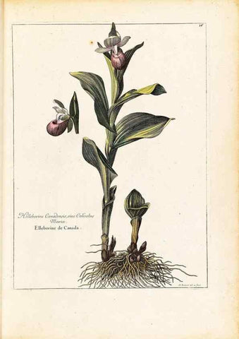 Reproducción/Reproduction 48584075281: [Recueil des plantes dessinées et gravées par ordre du roi Louis XIV].. Paris :Impr. royale,1786. 