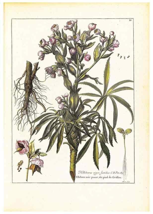 Reproducción/Reproduction 48584222132: [Recueil des plantes dessinées et gravées par ordre du roi Louis XIV].. Paris :Impr. royale,1786. 