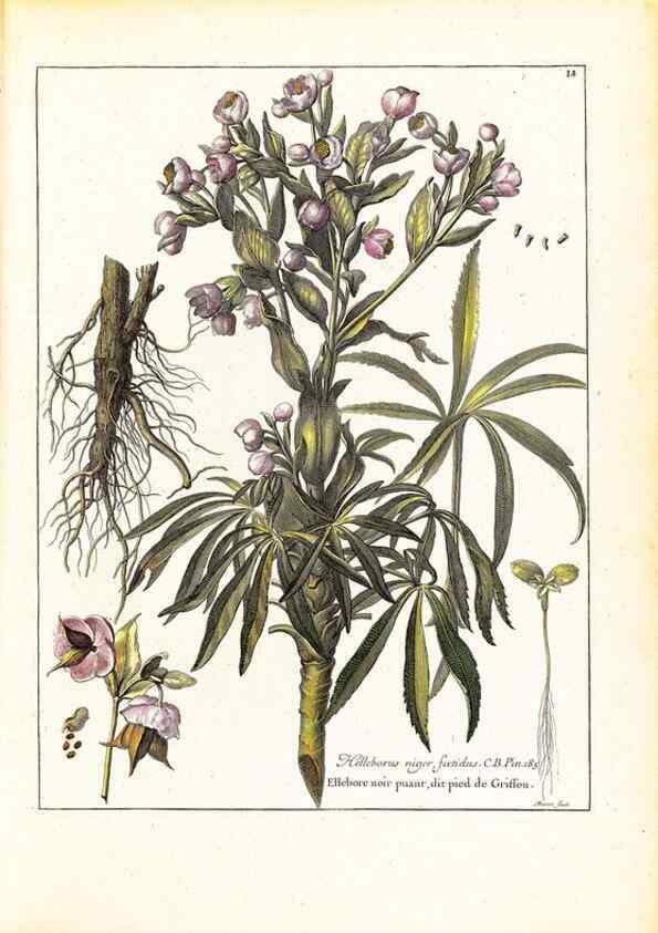 Reproducción/Reproduction 48584222132: [Recueil des plantes dessinées et gravées par ordre du roi Louis XIV].. Paris :Impr. royale,1786. 