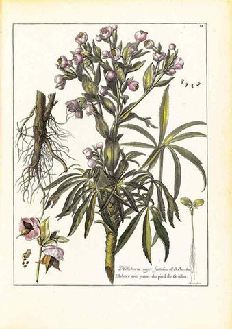 Reproducción/Reproduction 48584222132: [Recueil des plantes dessinées et gravées par ordre du roi Louis XIV].. Paris :Impr. royale,1786. 
