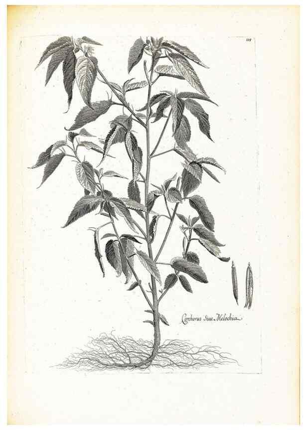 Reproducción/Reproduction 48583679331: [Recueil des plantes dessinées et gravées par ordre du roi Louis XIV].. Paris :Impr. royale,1786. 
