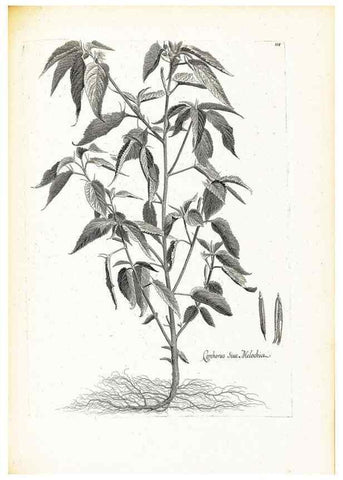 Reproducción/Reproduction 48583679331: [Recueil des plantes dessinées et gravées par ordre du roi Louis XIV].. Paris :Impr. royale,1786. 