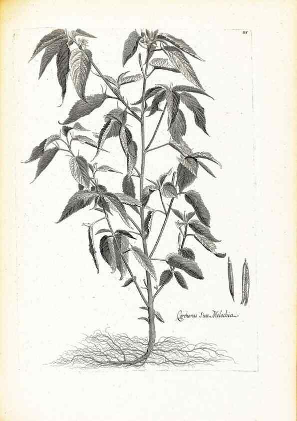Reproducción/Reproduction 48583679331: [Recueil des plantes dessinées et gravées par ordre du roi Louis XIV].. Paris :Impr. royale,1786. 