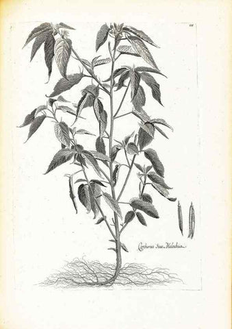 Reproducción/Reproduction 48583679331: [Recueil des plantes dessinées et gravées par ordre du roi Louis XIV].. Paris :Impr. royale,1786. 