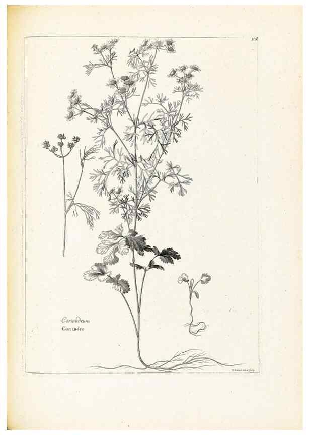 Reproducción/Reproduction 48583679971: [Recueil des plantes dessinées et gravées par ordre du roi Louis XIV].. Paris :Impr. royale,1786. 