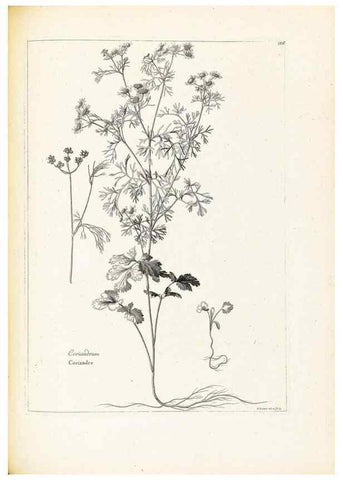 Reproducción/Reproduction 48583679971: [Recueil des plantes dessinées et gravées par ordre du roi Louis XIV].. Paris :Impr. royale,1786. 