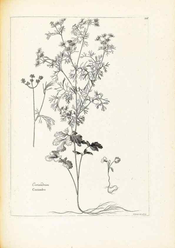 Reproducción/Reproduction 48583679971: [Recueil des plantes dessinées et gravées par ordre du roi Louis XIV].. Paris :Impr. royale,1786. 