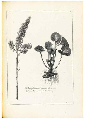 Reproducción/Reproduction 48583680576: [Recueil des plantes dessinées et gravées par ordre du roi Louis XIV].. Paris :Impr. royale,1786. 