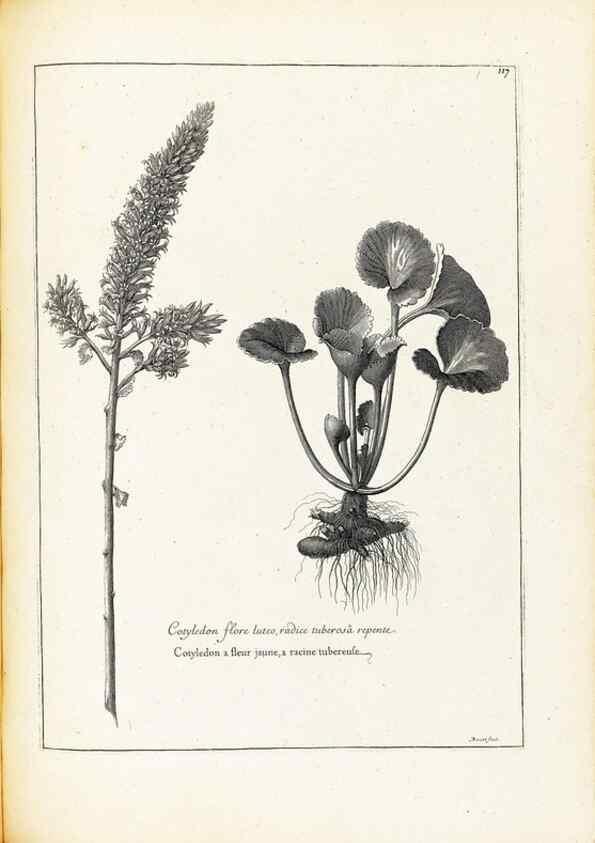 Reproducción/Reproduction 48583680576: [Recueil des plantes dessinées et gravées par ordre du roi Louis XIV].. Paris :Impr. royale,1786. 
