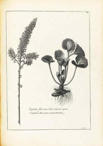 Reproducción/Reproduction 48583680576: [Recueil des plantes dessinées et gravées par ordre du roi Louis XIV].. Paris :Impr. royale,1786. 