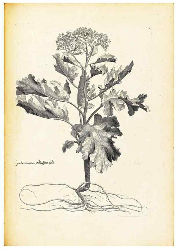 Reproducción/Reproduction 48583834257: [Recueil des plantes dessinées et gravées par ordre du roi Louis XIV].. Paris :Impr. royale,1786. 