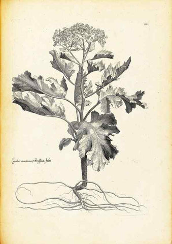 Reproducción/Reproduction 48583834257: [Recueil des plantes dessinées et gravées par ordre du roi Louis XIV].. Paris :Impr. royale,1786. 