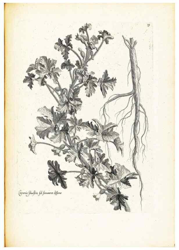 Reproducción/Reproduction 48583682606: [Recueil des plantes dessinées et gravées par ordre du roi Louis XIV].. Paris :Impr. royale,1786. 