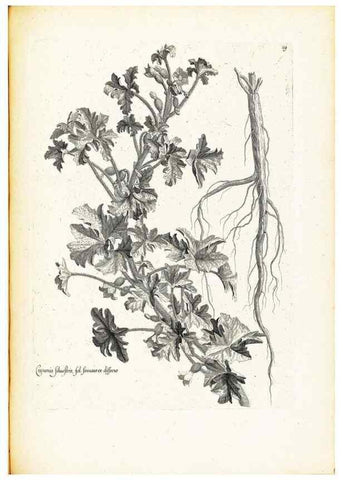Reproducción/Reproduction 48583682606: [Recueil des plantes dessinées et gravées par ordre du roi Louis XIV].. Paris :Impr. royale,1786. 
