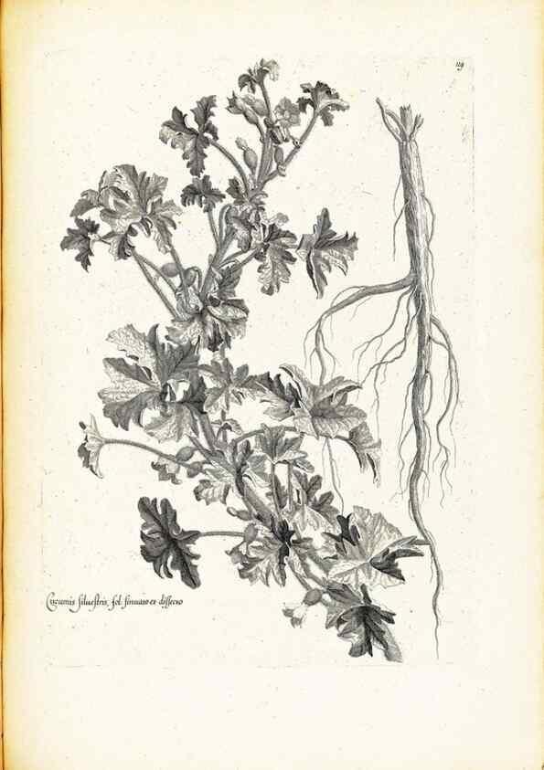 Reproducción/Reproduction 48583682606: [Recueil des plantes dessinées et gravées par ordre du roi Louis XIV].. Paris :Impr. royale,1786. 