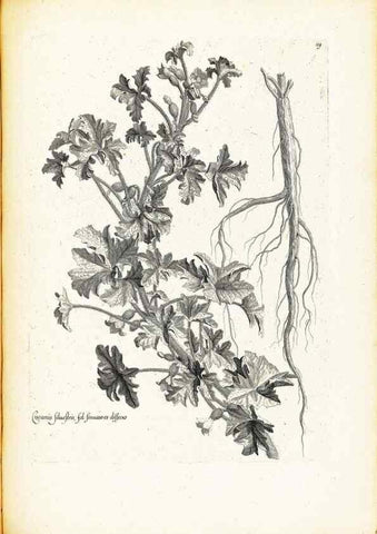 Reproducción/Reproduction 48583682606: [Recueil des plantes dessinées et gravées par ordre du roi Louis XIV].. Paris :Impr. royale,1786. 