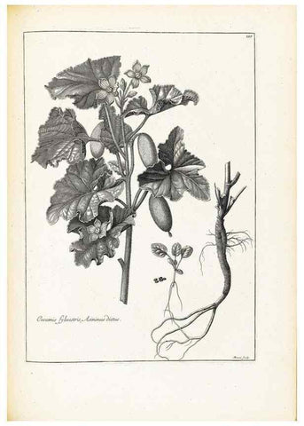 Reproducción/Reproduction 48583835687: [Recueil des plantes dessinées et gravées par ordre du roi Louis XIV].. Paris :Impr. royale,1786. 