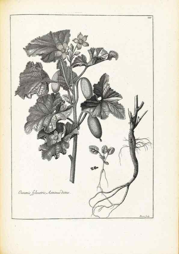 Reproducción/Reproduction 48583835687: [Recueil des plantes dessinées et gravées par ordre du roi Louis XIV].. Paris :Impr. royale,1786. 
