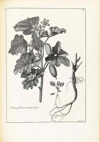 Reproducción/Reproduction 48583835687: [Recueil des plantes dessinées et gravées par ordre du roi Louis XIV].. Paris :Impr. royale,1786. 