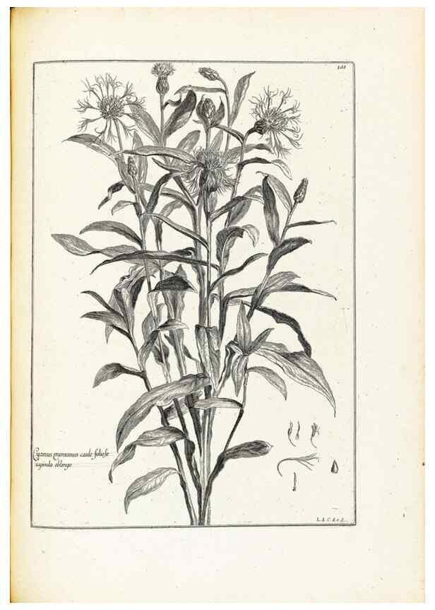 Reproducción/Reproduction 48583683811: [Recueil des plantes dessinées et gravées par ordre du roi Louis XIV].. Paris :Impr. royale,1786. 