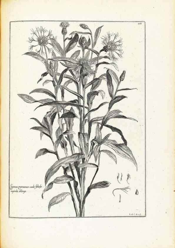 Reproducción/Reproduction 48583683811: [Recueil des plantes dessinées et gravées par ordre du roi Louis XIV].. Paris :Impr. royale,1786. 
