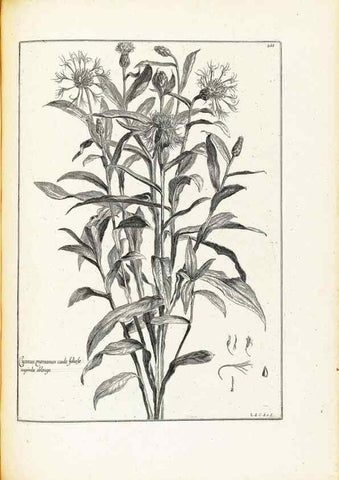 Reproducción/Reproduction 48583683811: [Recueil des plantes dessinées et gravées par ordre du roi Louis XIV].. Paris :Impr. royale,1786. 