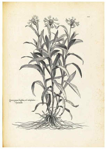 Reproducción/Reproduction 48583684311: [Recueil des plantes dessinées et gravées par ordre du roi Louis XIV].. Paris :Impr. royale,1786. 
