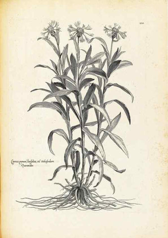 Reproducción/Reproduction 48583684311: [Recueil des plantes dessinées et gravées par ordre du roi Louis XIV].. Paris :Impr. royale,1786. 