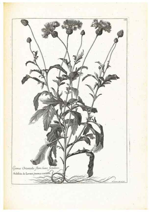 Reproducción/Reproduction 48583684711: [Recueil des plantes dessinées et gravées par ordre du roi Louis XIV].. Paris :Impr. royale,1786. 