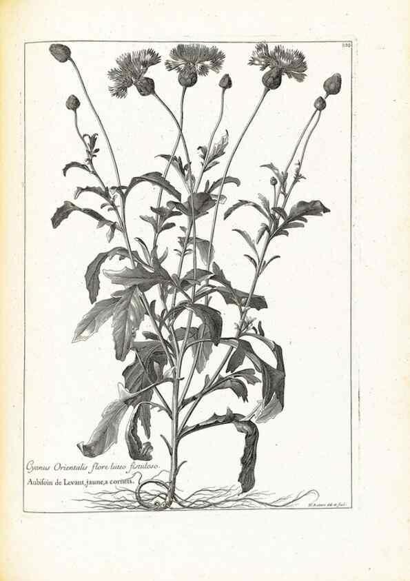 Reproducción/Reproduction 48583684711: [Recueil des plantes dessinées et gravées par ordre du roi Louis XIV].. Paris :Impr. royale,1786. 
