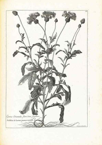 Reproducción/Reproduction 48583684711: [Recueil des plantes dessinées et gravées par ordre du roi Louis XIV].. Paris :Impr. royale,1786. 