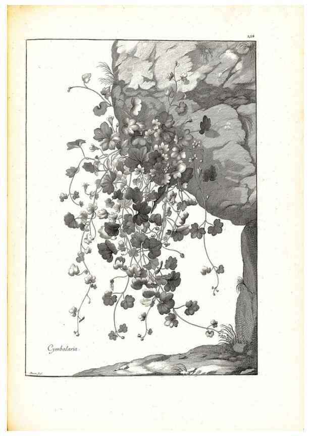 Reproducción/Reproduction 48583685136: [Recueil des plantes dessinées et gravées par ordre du roi Louis XIV].. Paris :Impr. royale,1786. 