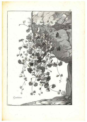 Reproducción/Reproduction 48583685136: [Recueil des plantes dessinées et gravées par ordre du roi Louis XIV].. Paris :Impr. royale,1786. 