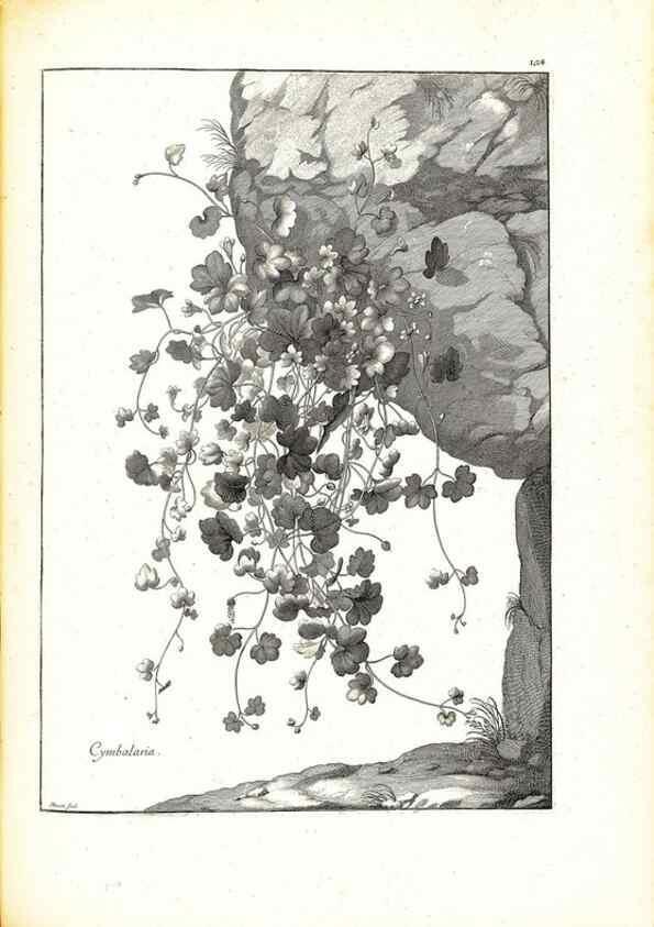 Reproducción/Reproduction 48583685136: [Recueil des plantes dessinées et gravées par ordre du roi Louis XIV].. Paris :Impr. royale,1786. 