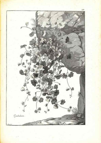 Reproducción/Reproduction 48583685136: [Recueil des plantes dessinées et gravées par ordre du roi Louis XIV].. Paris :Impr. royale,1786. 
