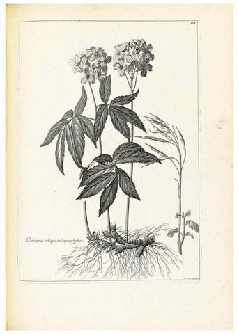 Reproducción/Reproduction 48583838447: [Recueil des plantes dessinées et gravées par ordre du roi Louis XIV].. Paris :Impr. royale,1786. 