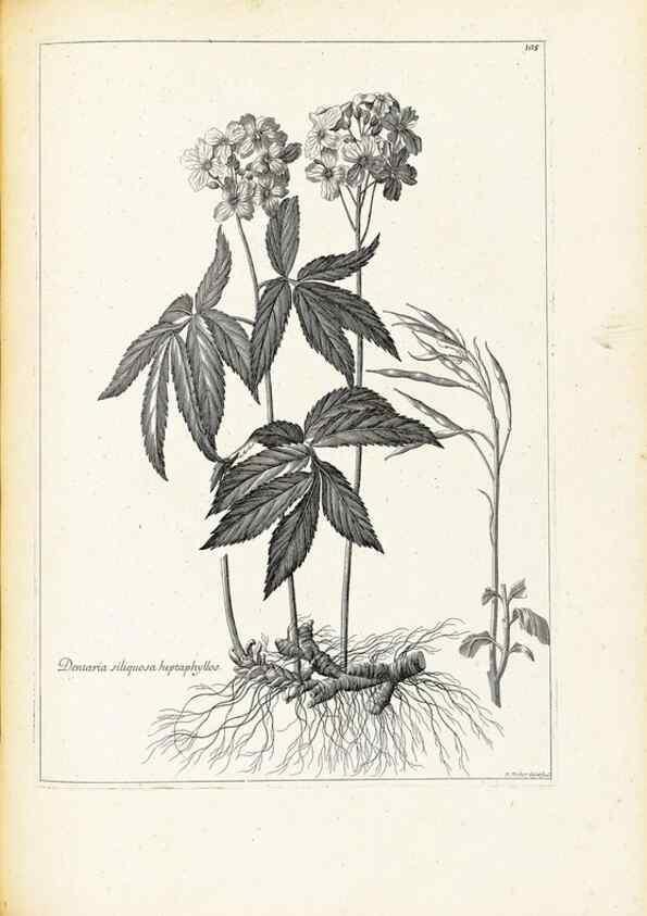 Reproducción/Reproduction 48583838447: [Recueil des plantes dessinées et gravées par ordre du roi Louis XIV].. Paris :Impr. royale,1786. 