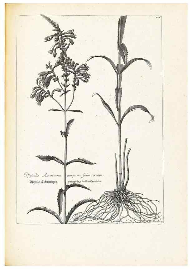 Reproducción/Reproduction 48583839242: [Recueil des plantes dessinées et gravées par ordre du roi Louis XIV].. Paris :Impr. royale,1786. 