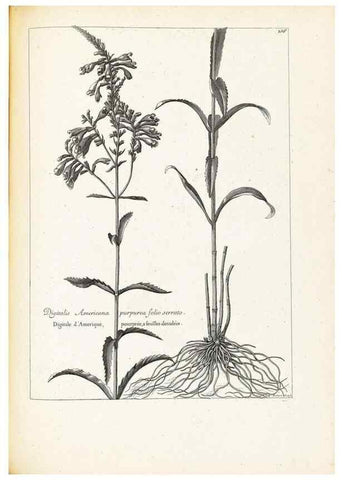 Reproducción/Reproduction 48583839242: [Recueil des plantes dessinées et gravées par ordre du roi Louis XIV].. Paris :Impr. royale,1786. 