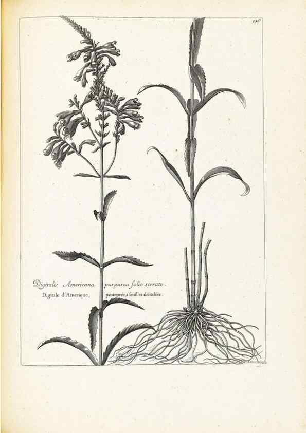 Reproducción/Reproduction 48583839242: [Recueil des plantes dessinées et gravées par ordre du roi Louis XIV].. Paris :Impr. royale,1786. 