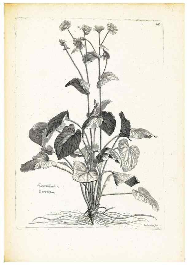 Reproducción/Reproduction 48583839692: [Recueil des plantes dessinées et gravées par ordre du roi Louis XIV].. Paris :Impr. royale,1786. 