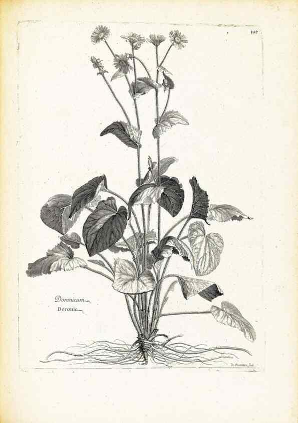 Reproducción/Reproduction 48583839692: [Recueil des plantes dessinées et gravées par ordre du roi Louis XIV].. Paris :Impr. royale,1786. 