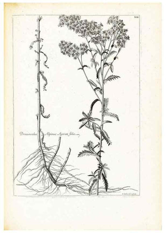 Reproducción/Reproduction 48583687626: [Recueil des plantes dessinées et gravées par ordre du roi Louis XIV].. Paris :Impr. royale,1786. 