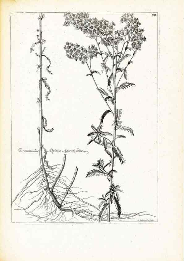 Reproducción/Reproduction 48583687626: [Recueil des plantes dessinées et gravées par ordre du roi Louis XIV].. Paris :Impr. royale,1786. 