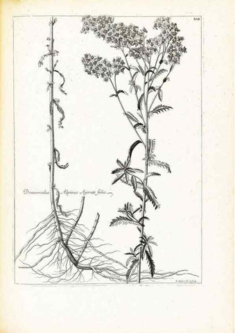 Reproducción/Reproduction 48583687626: [Recueil des plantes dessinées et gravées par ordre du roi Louis XIV].. Paris :Impr. royale,1786. 