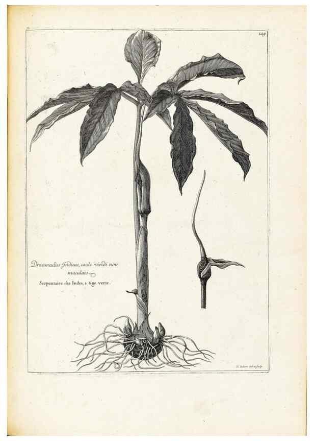 Reproducción/Reproduction 48583840747: [Recueil des plantes dessinées et gravées par ordre du roi Louis XIV].. Paris :Impr. royale,1786. 